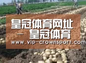 种植基地八