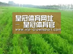 种植基地四