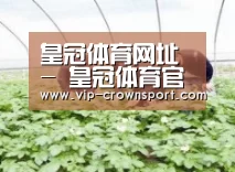 种植基地三