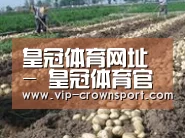 种植基地七(图1)