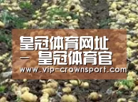 种植基地八(图1)